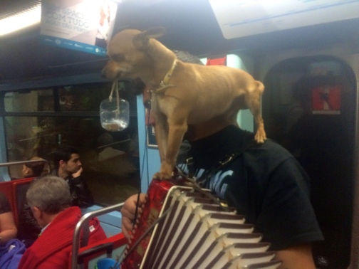 Here's a man playing an accordion on the metro whilst balancing a chihuahua on his shoulders, who is holding a cup for coins in his mouth... because why not.